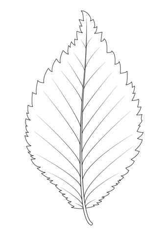 Dutch Elm Leaf Coloring Page